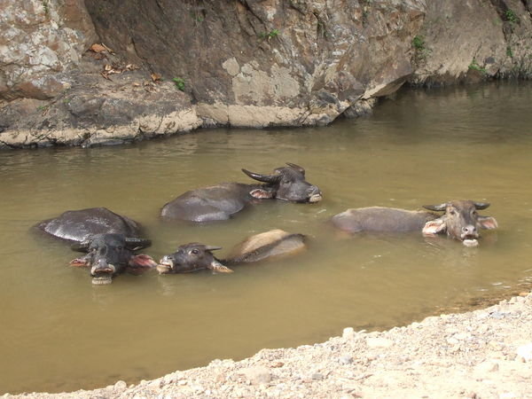 Waterbuffalos wallowing