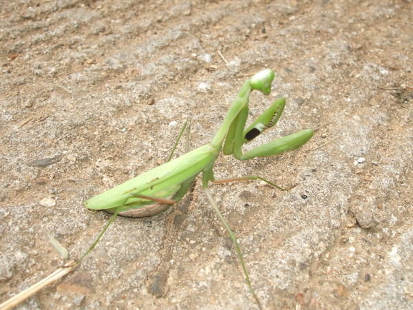 Don't praying mantids look like they are about to say something very intelligent...