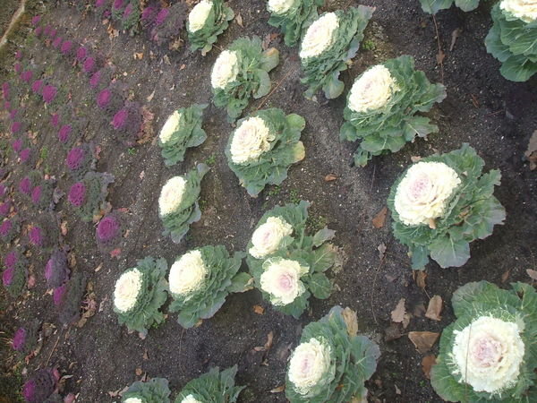 Weird cauliflower display in the botanic gardens