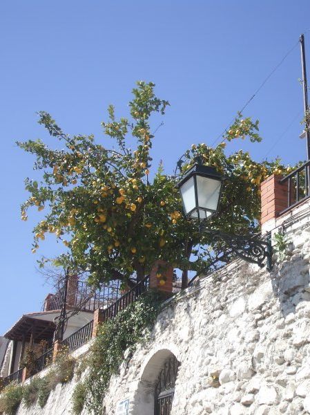 Lemon trees in the Albyzin