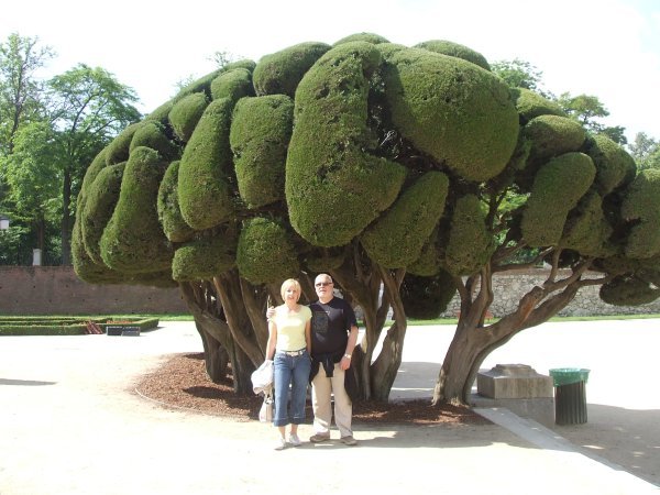 Mum and Dad in front of the crazy trees in Retiro park