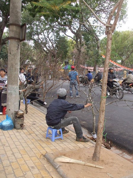 Peach blossom branches for sale in the streets of Haiphong