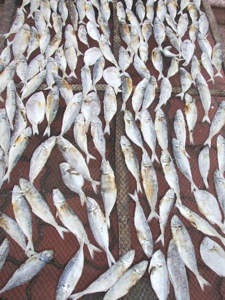 Fish out to dry