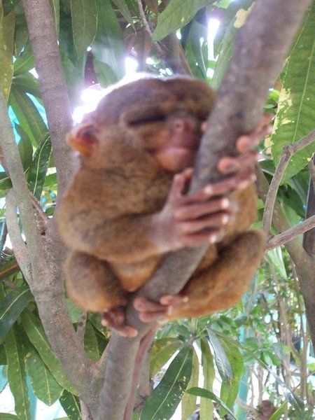 Sleepy tarsier