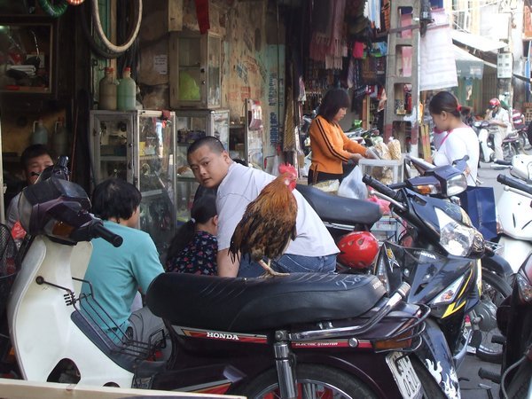 A chicken riding a motorbike in Hanoi