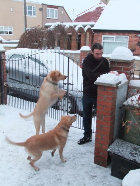 Kris snowballing with the dogs