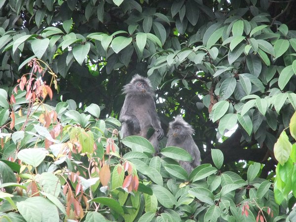 langurs in the city forest around the KL tower