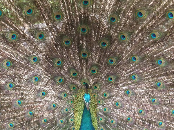A big peacock