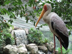 A crane contemplates the view in the KL bird garden