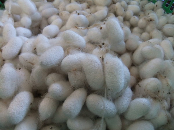 Silk worm cacoons