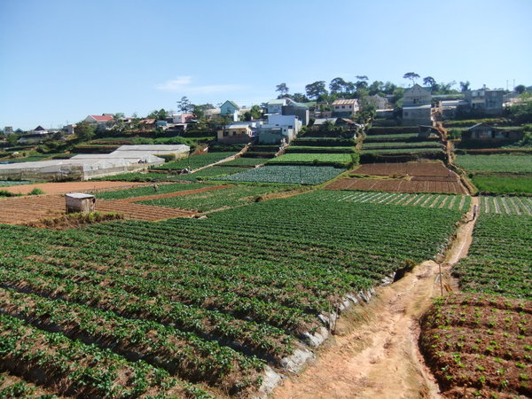 Vegetable farms outside Dalat