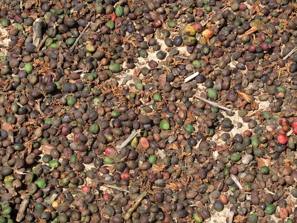 coffee beans drying in the sun