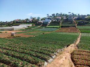 Vegetable farms outside Dalat