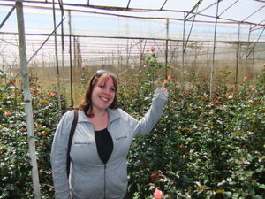Kate modelling roses in the flower greenhouses