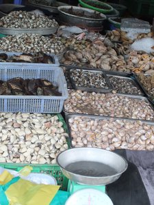 Trays of fresh shellfish for sale