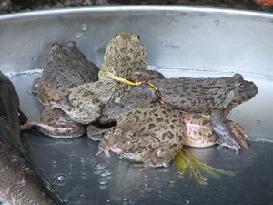 Frogs try in vain to escape