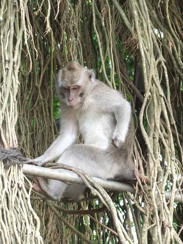 One of the first monkeys we saw in Ubud.