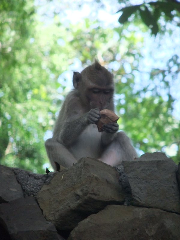 Baby monkey eating the offerings