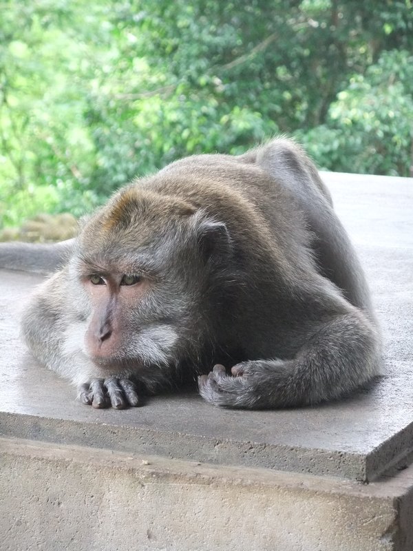 Depressed monkey