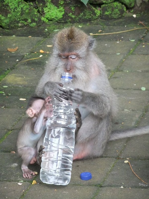 Clever monkey unscrewing a water bottle