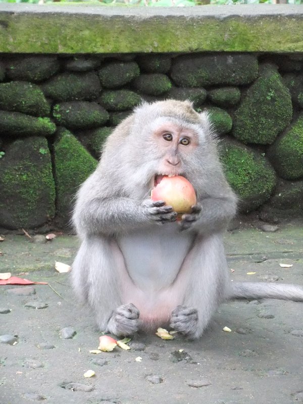 Eating an apple, which it later decided it didn't like
