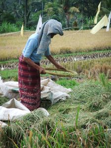 Woman sifting rice