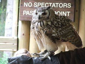This owl didn't like spectators