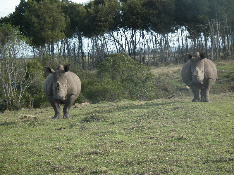 Being followed by rhinos