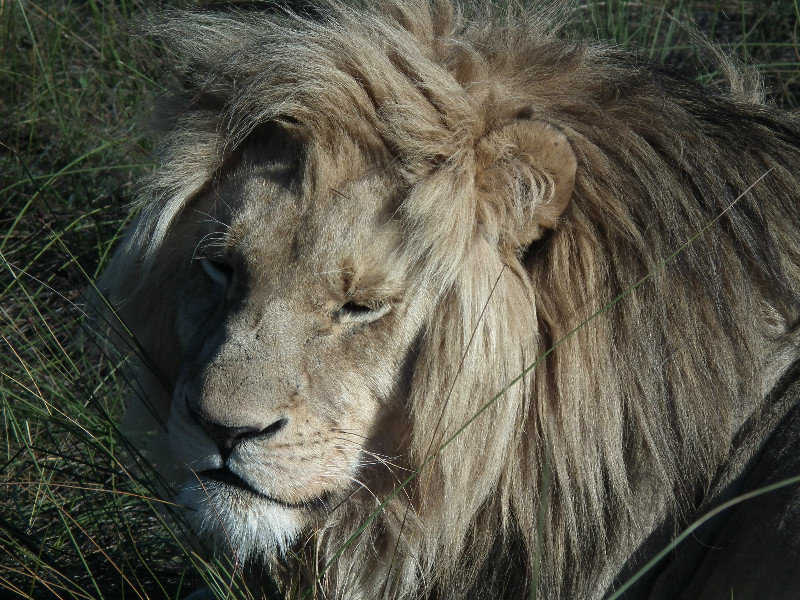 Scruffy lion