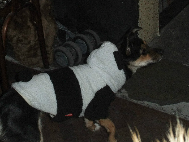 Another dog dressed as a panda!