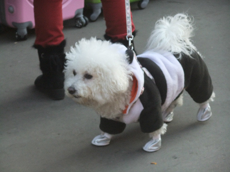 Dog dressed as a pand