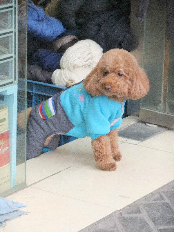 Brown furry dogs in clothes