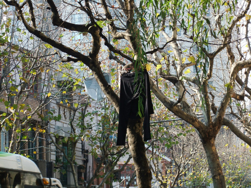 Pants drying in a tree