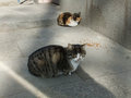 Fat stray cats