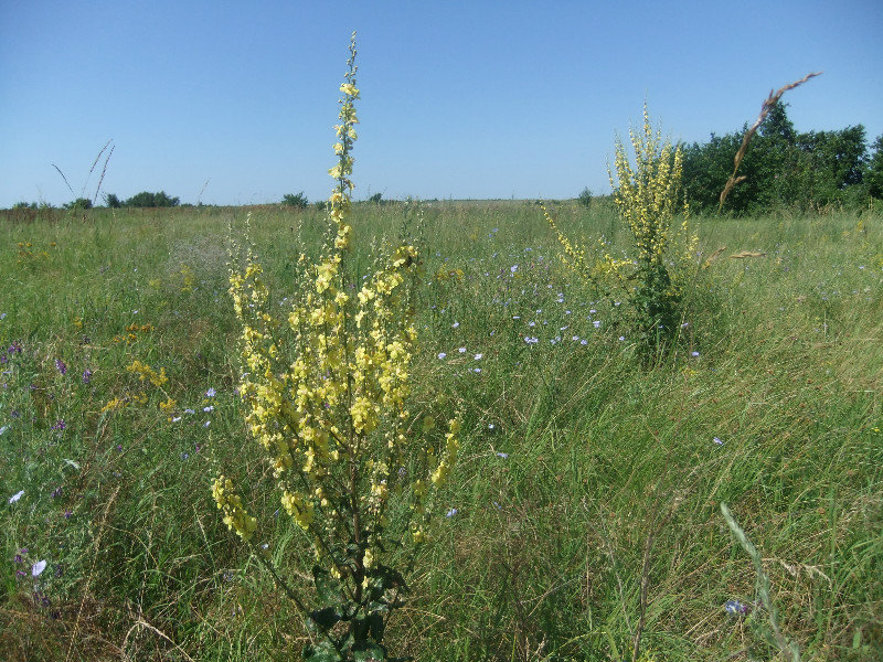 Grassland at the Spit