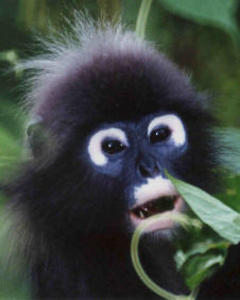 Dusky Langur - The monkeys we are going to work with