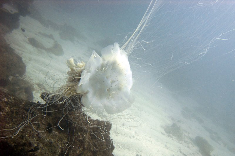 Big jellyfish!