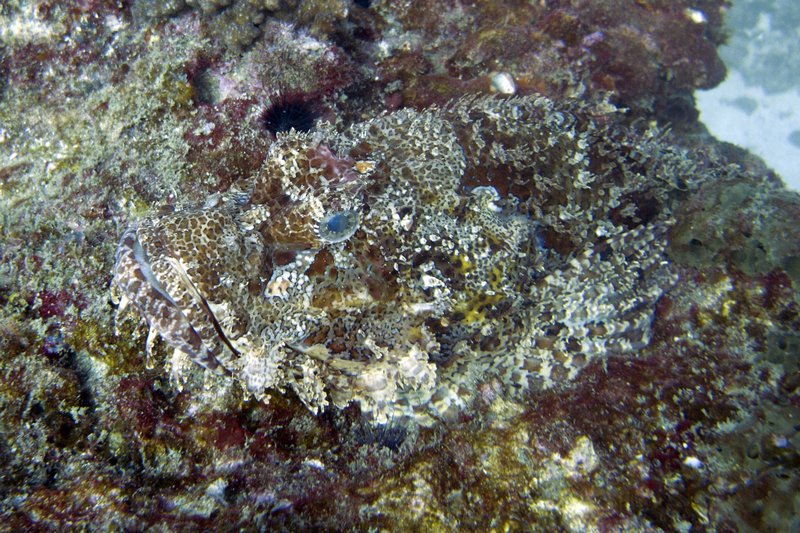 moz 12 manta reef scorpion 6x4