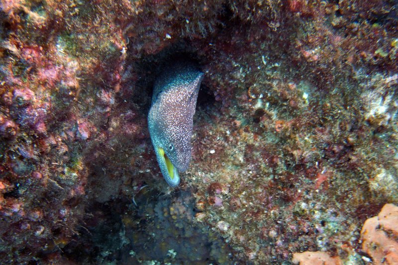 moz 12 outback speck eel