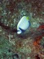 moz 12 outback id angelfish