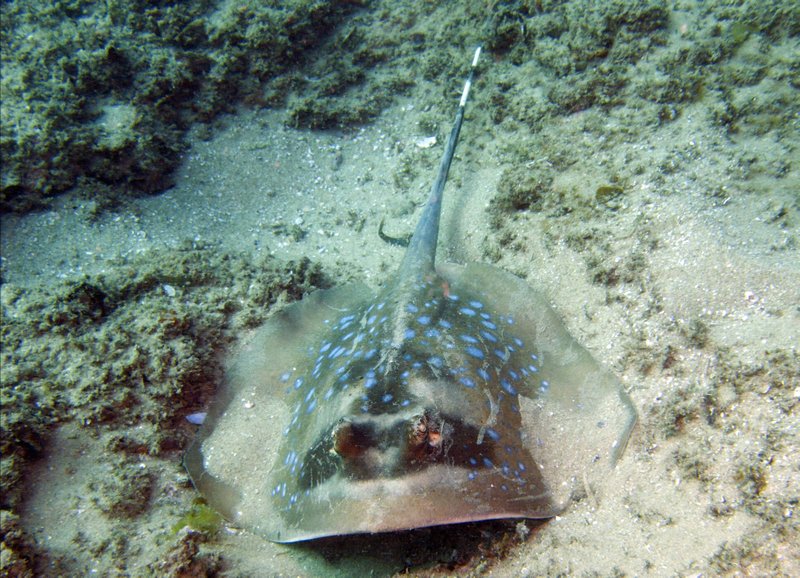 blue spotted ray