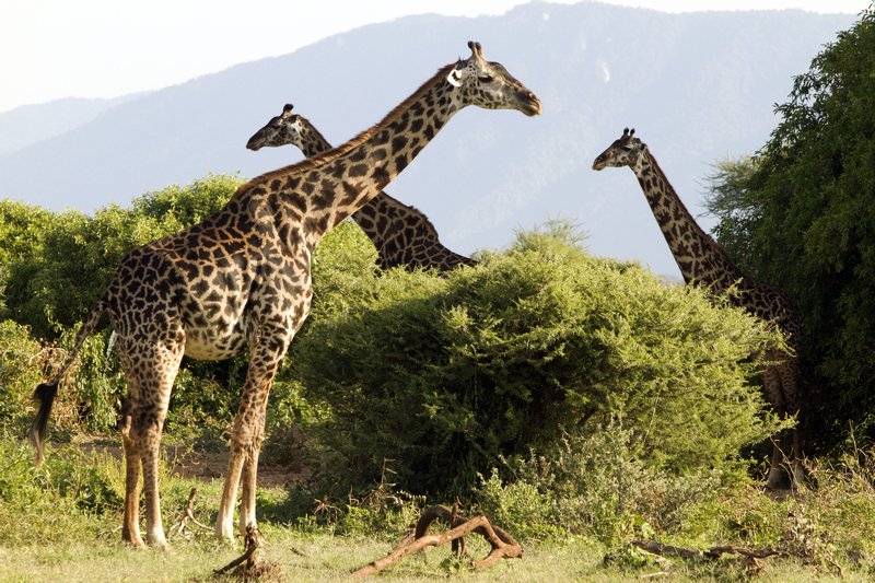 tan 12 lm giraffes beautiful