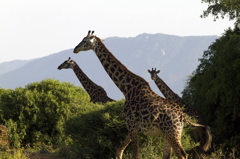tan 12 lm giraffes moving