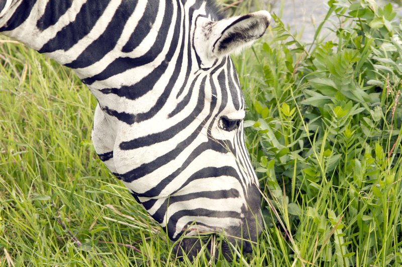 tan 12 cr zebra grazes2
