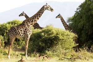 tan 12 lm giraffeys