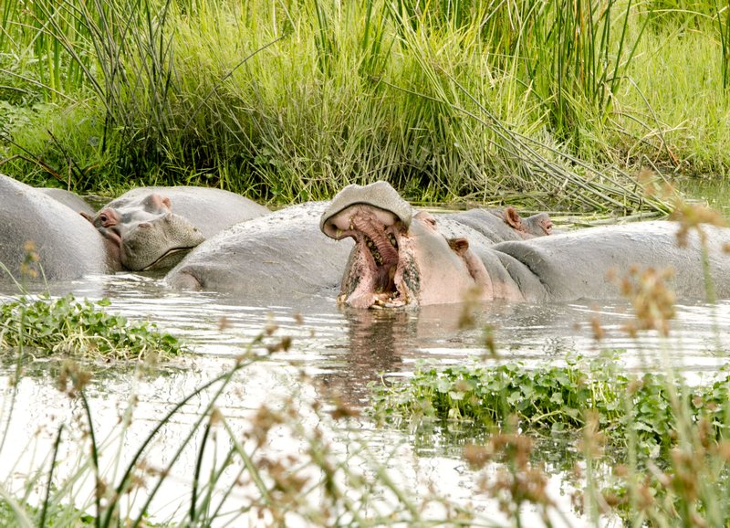 tan 12 cr hippo