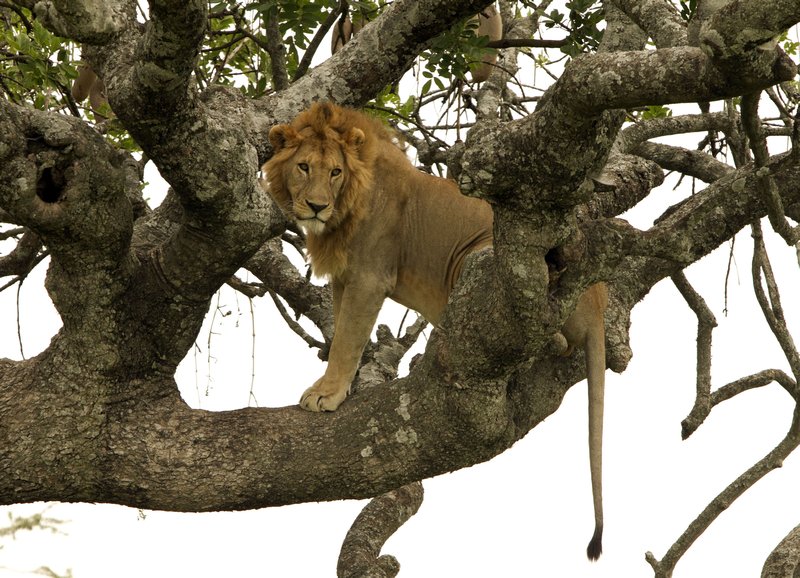 Famous tree climbing lions