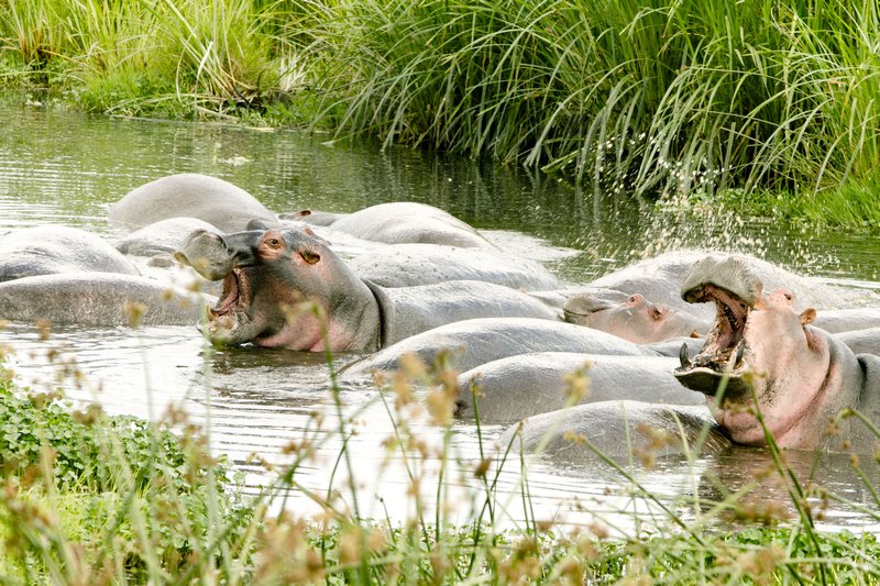 Hippos in the Serengeti