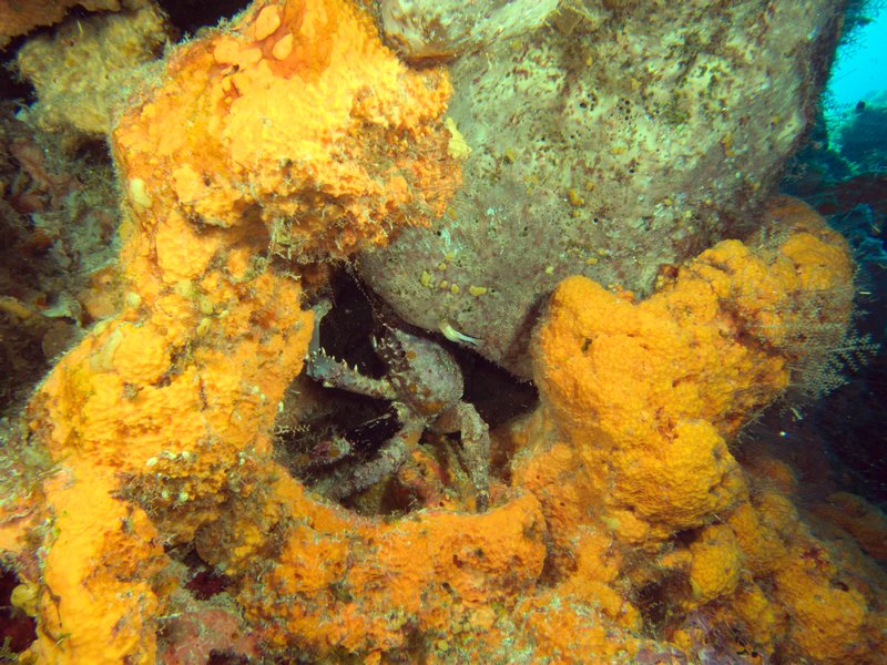 Giant Channel Clinging Crab
