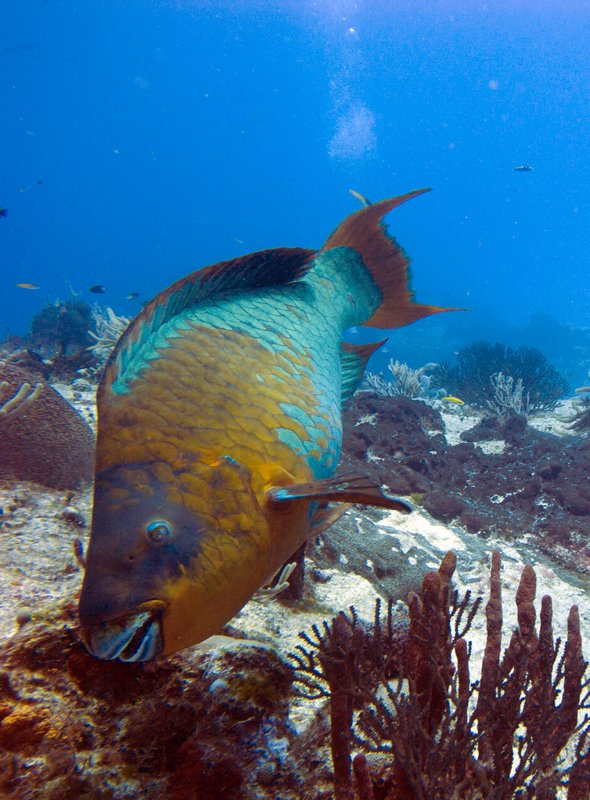 Giant Rainbow Parrotfish